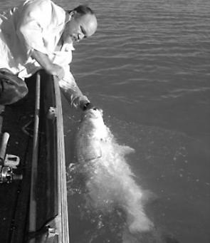 Col Upham controls and revival swims a 111cm barramundi at boatside prior to releasing the big fish. The fish took a shallow trolled 1m RMG prior to the last closed season.